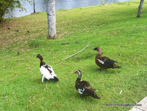 Paseando a visitar los patos en el lago